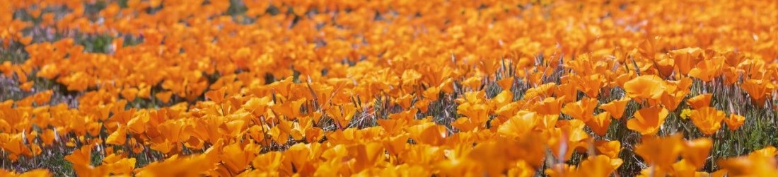 California Poppys
